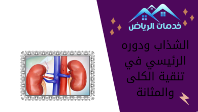 الشذاب ودوره الرئيسي في تنقية الكلى والمثانة