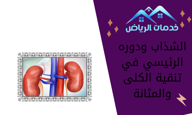 الشذاب ودوره الرئيسي في تنقية الكلى والمثانة