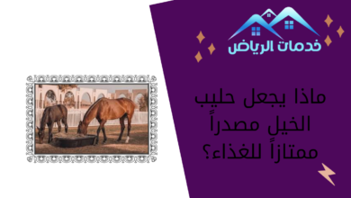 ماذا يجعل حليب الخيل مصدراً ممتازاً للغذاء؟